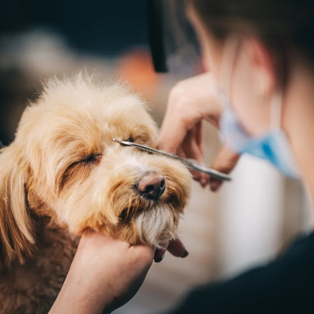 Person grooming a dog with scissors in a pet grooming setting